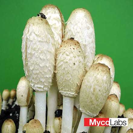Shaggy Mane Mushroom (Coprinus comatus)